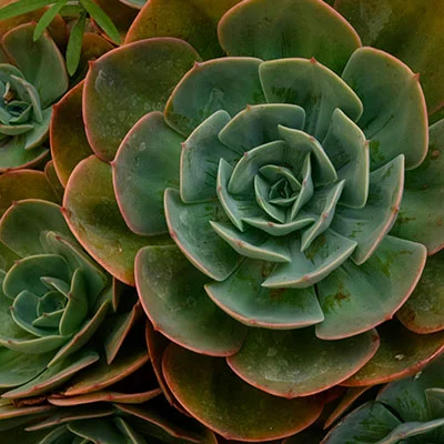 Benefits of Capital One Platinum Secured Card (No Annual Fee)