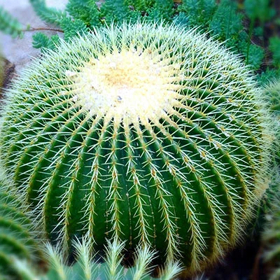 How Much Cash Back Can You Earn with Navy Federal’s Card?